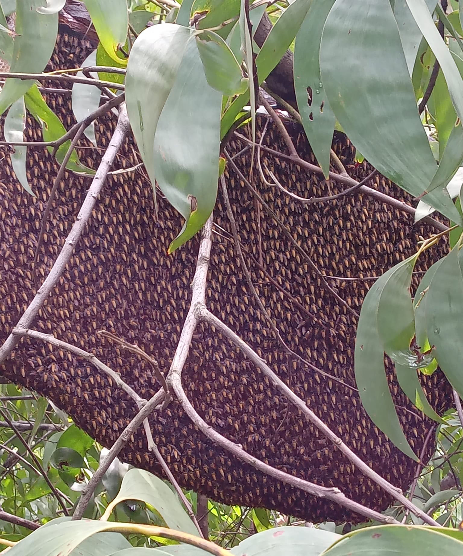 Mật ong rừng được lấy từ những tổ ong tự nhiên, không có sự chăm sóc của con người